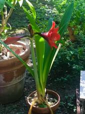 Christmas Amaryllis (C Watter)